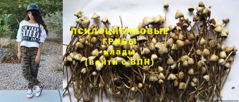 дарнет шоп  Донской  Галлюциногенные грибы Psilocybe 